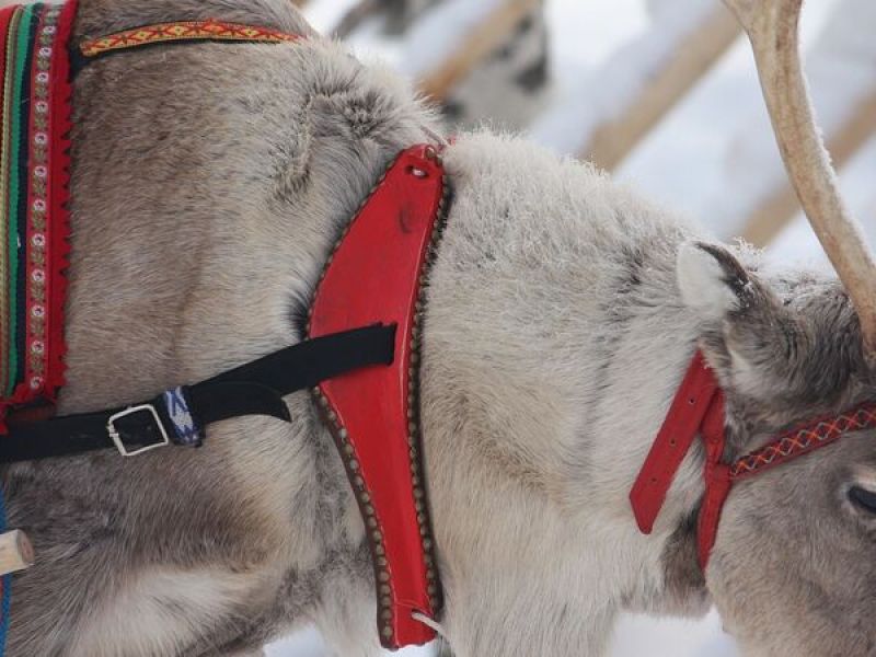 İzmir Çıkışlı Sömestr Özel Kuzey Işıklarının İzinde Lapland Turu